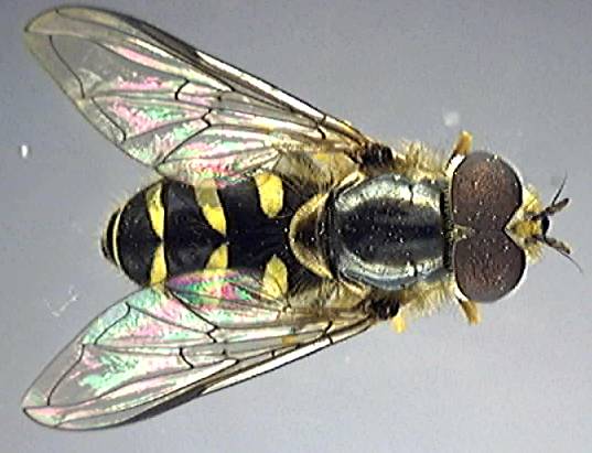Dasysyrphus albostriatus